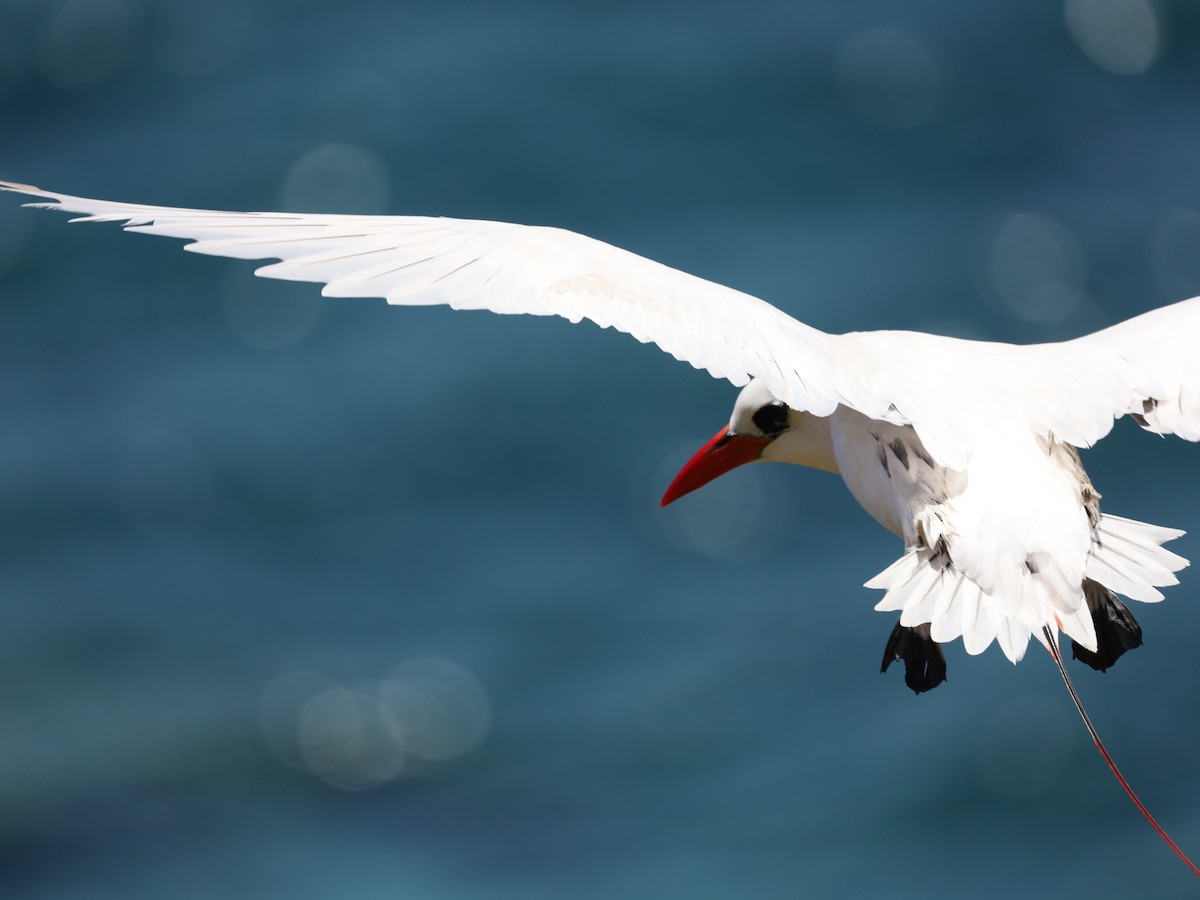 Red-tailed Tropicbird - Michelle Rucker