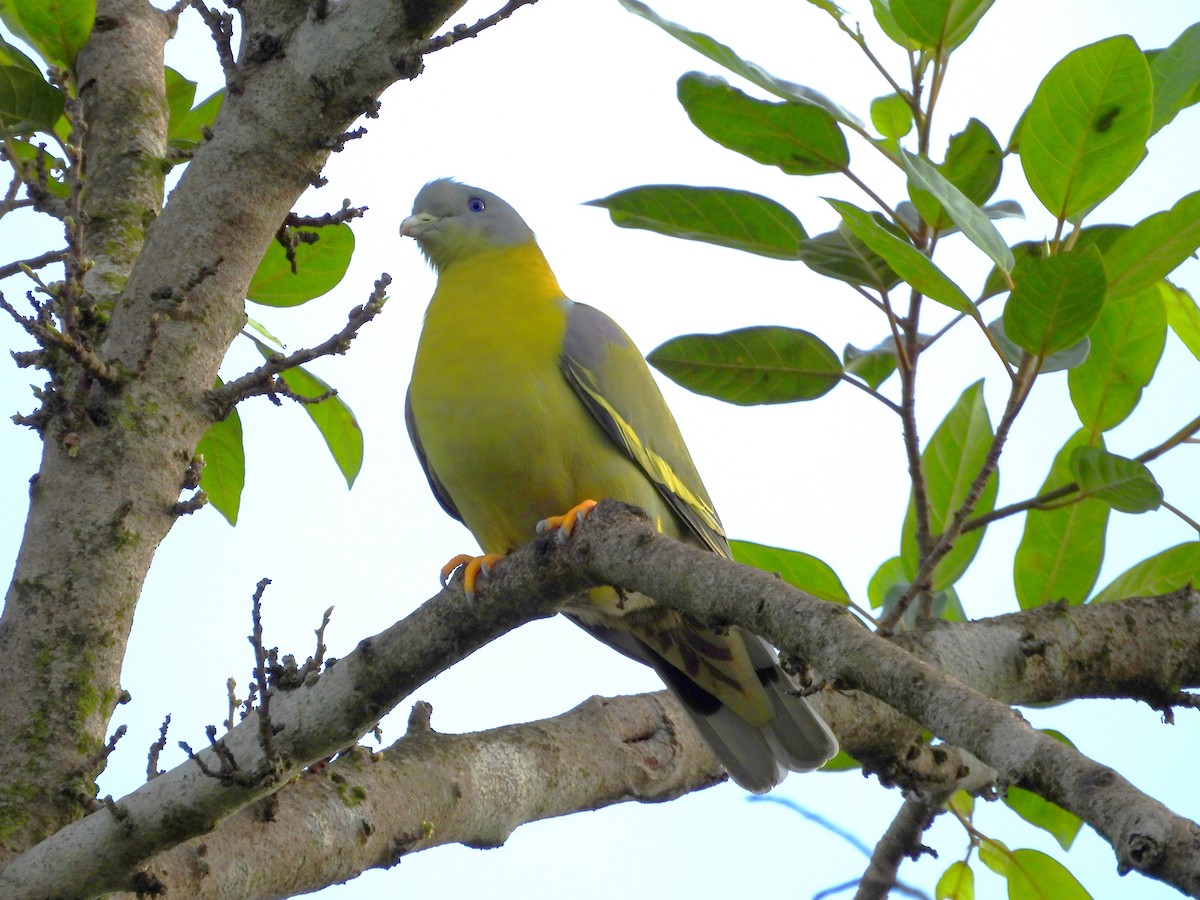 Yellow-footed Green-Pigeon - ML620588144