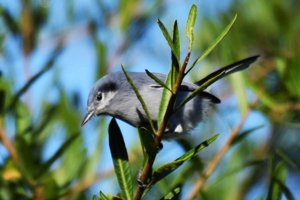 Masked Gnatcatcher - ML620588146