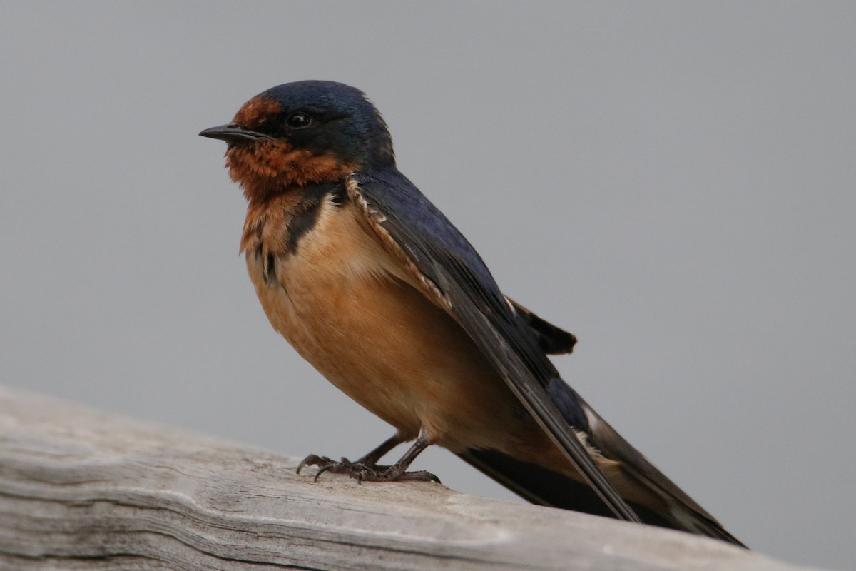 Barn Swallow - ML620588155