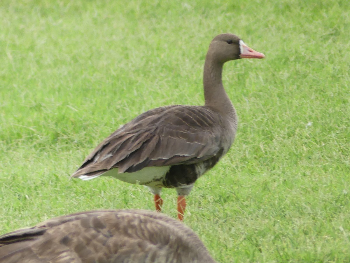 Greater White-fronted Goose - ML620588157