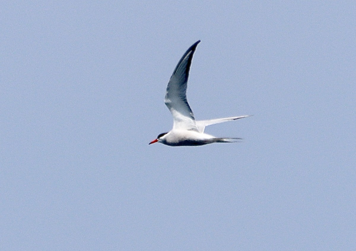 Common Tern - ML620588159