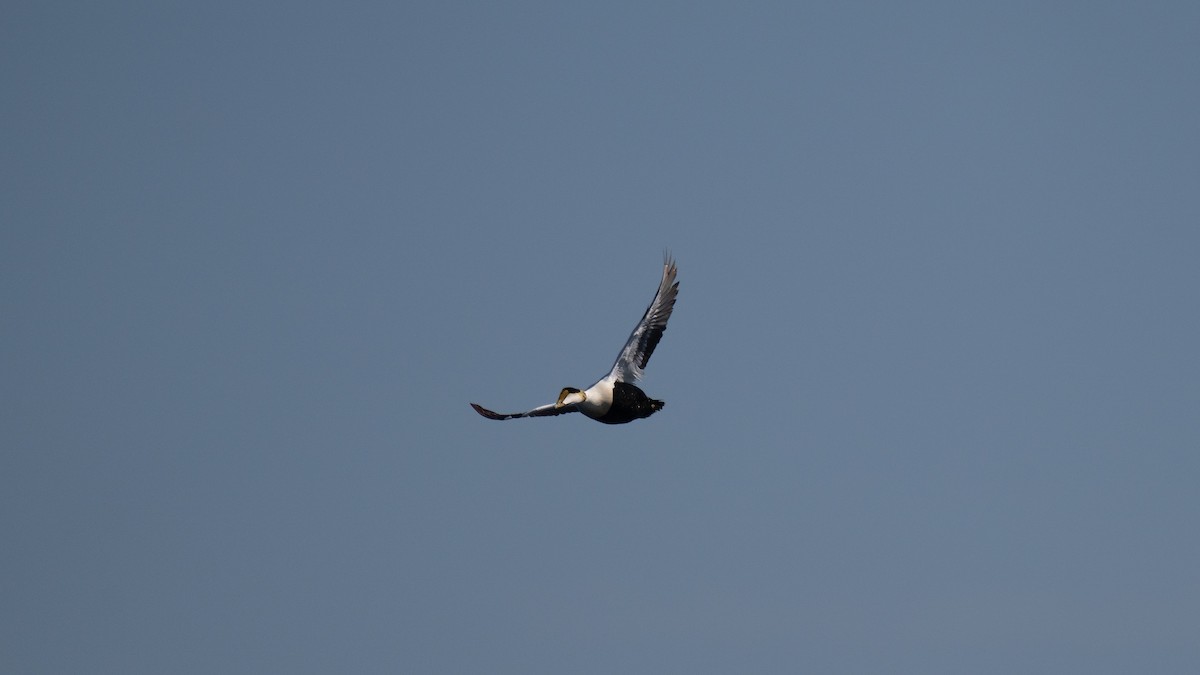 Common Eider - Tianshuo Wang