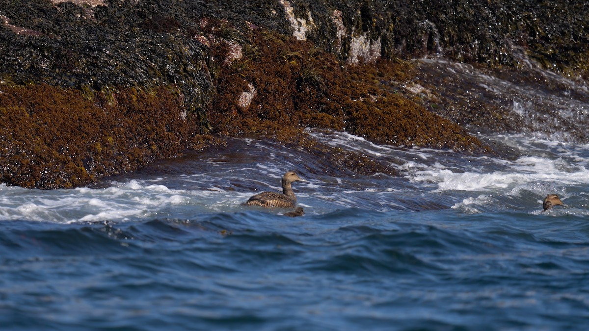 Common Eider - ML620588166