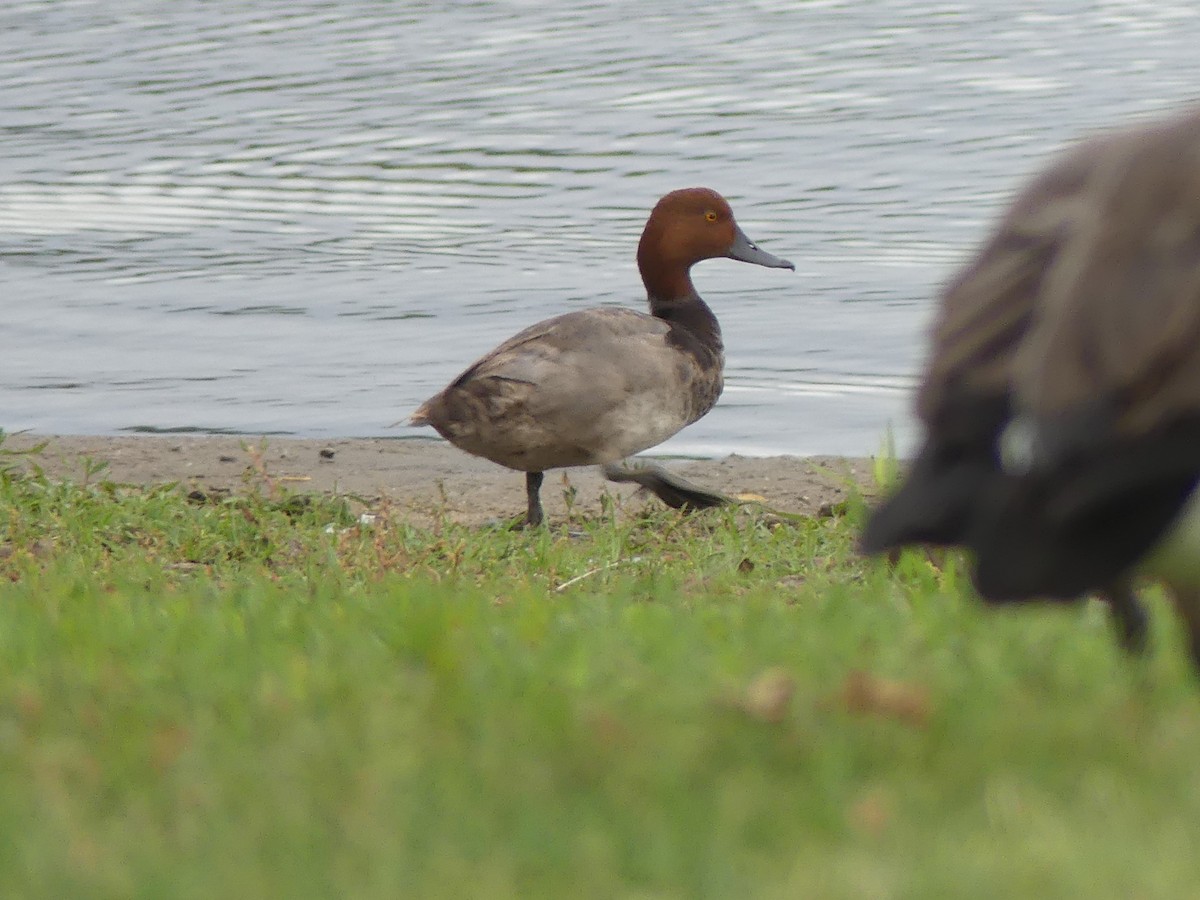 Canvasback - ML620588169