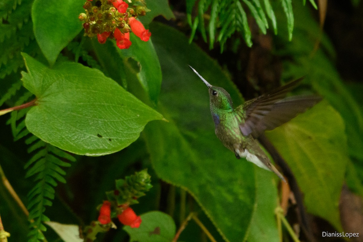 Blue-chested Hummingbird - ML620588170