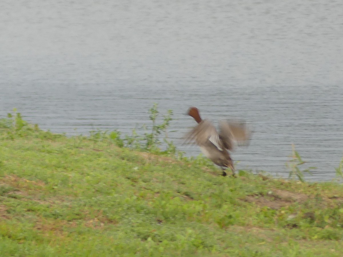 Canvasback - ML620588179