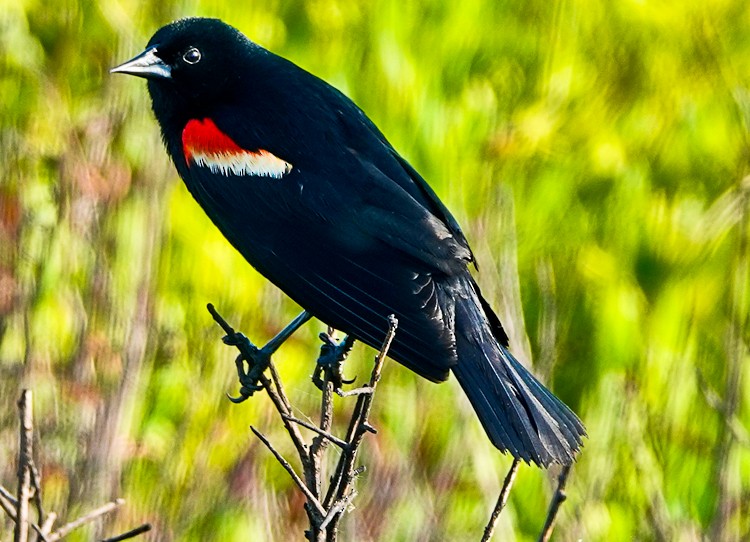 Red-winged Blackbird - ML620588182