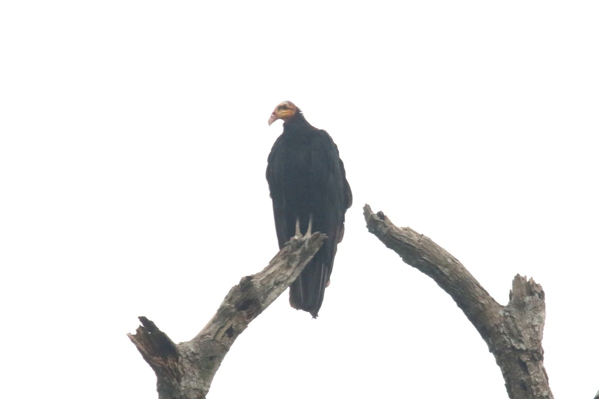 Greater Yellow-headed Vulture - ML620588185