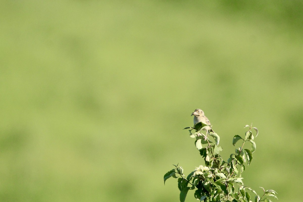 Grasshopper Sparrow - ML620588196
