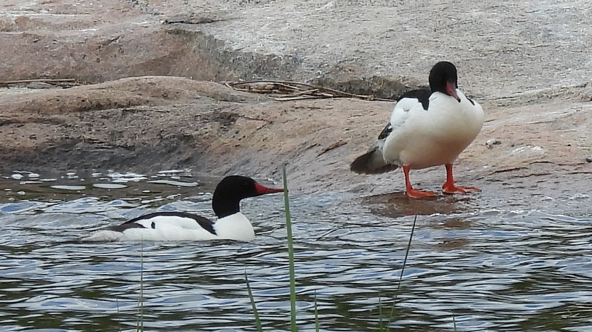 Common Merganser - ML620588214