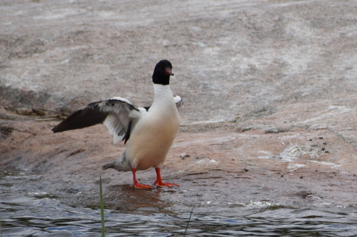 Common Merganser - ML620588216