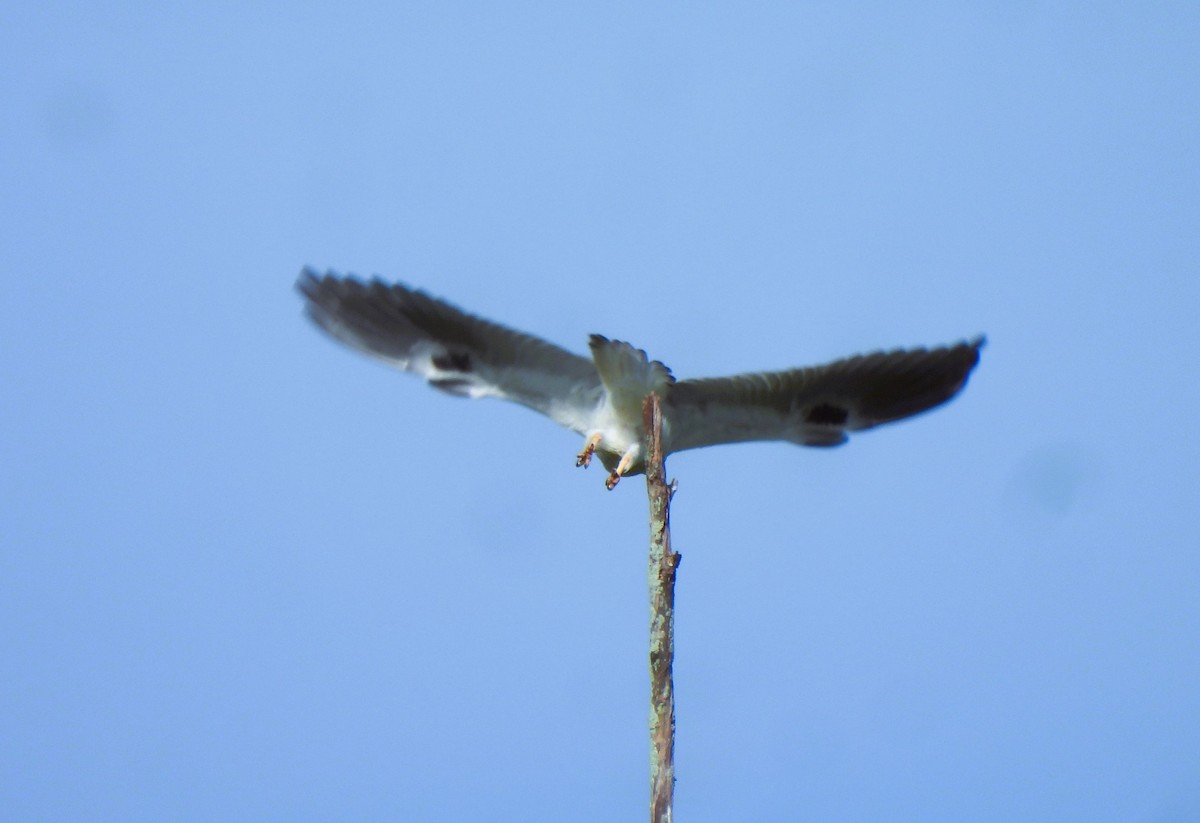 White-tailed Kite - ML620588219