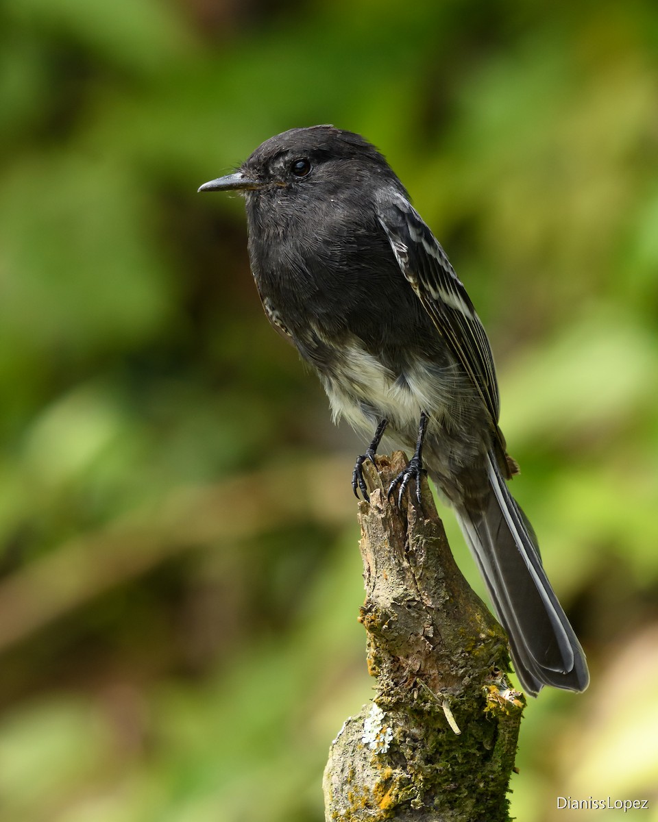 Black Phoebe - ML620588221