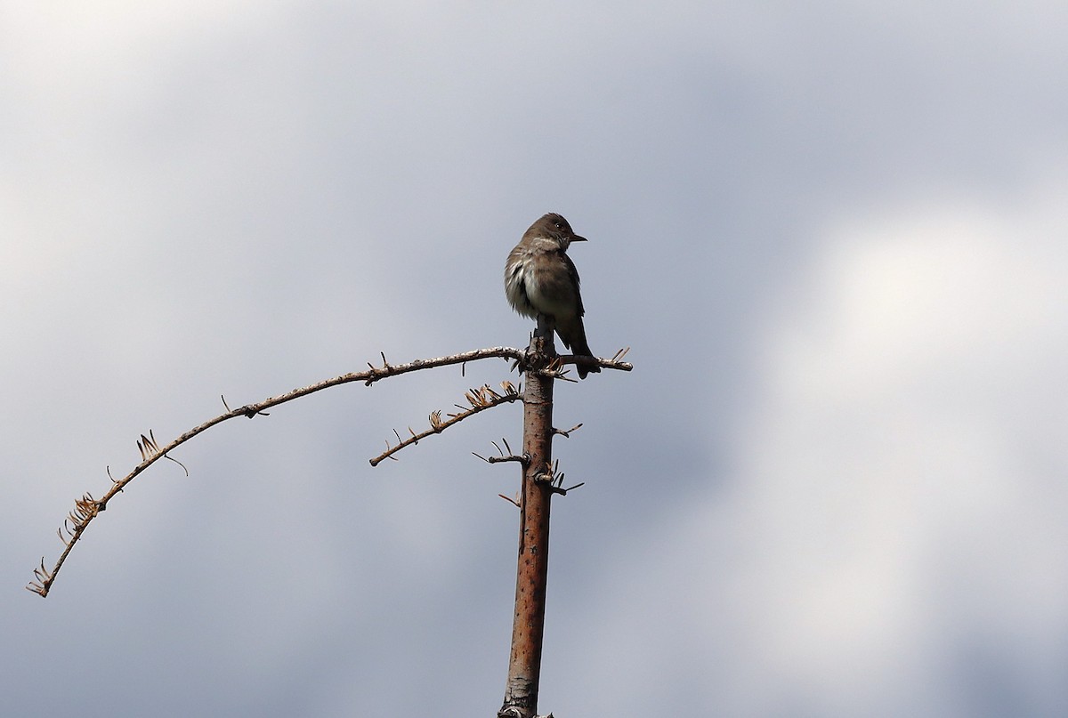 Olive-sided Flycatcher - ML620588224