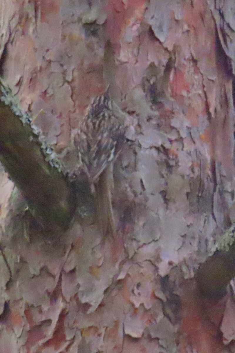 Brown Creeper - ML620588233