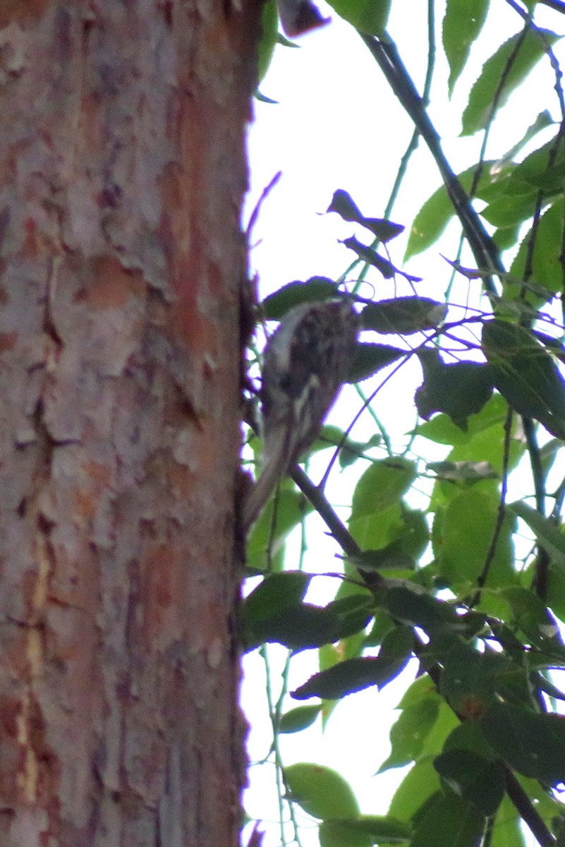 Brown Creeper - ML620588234