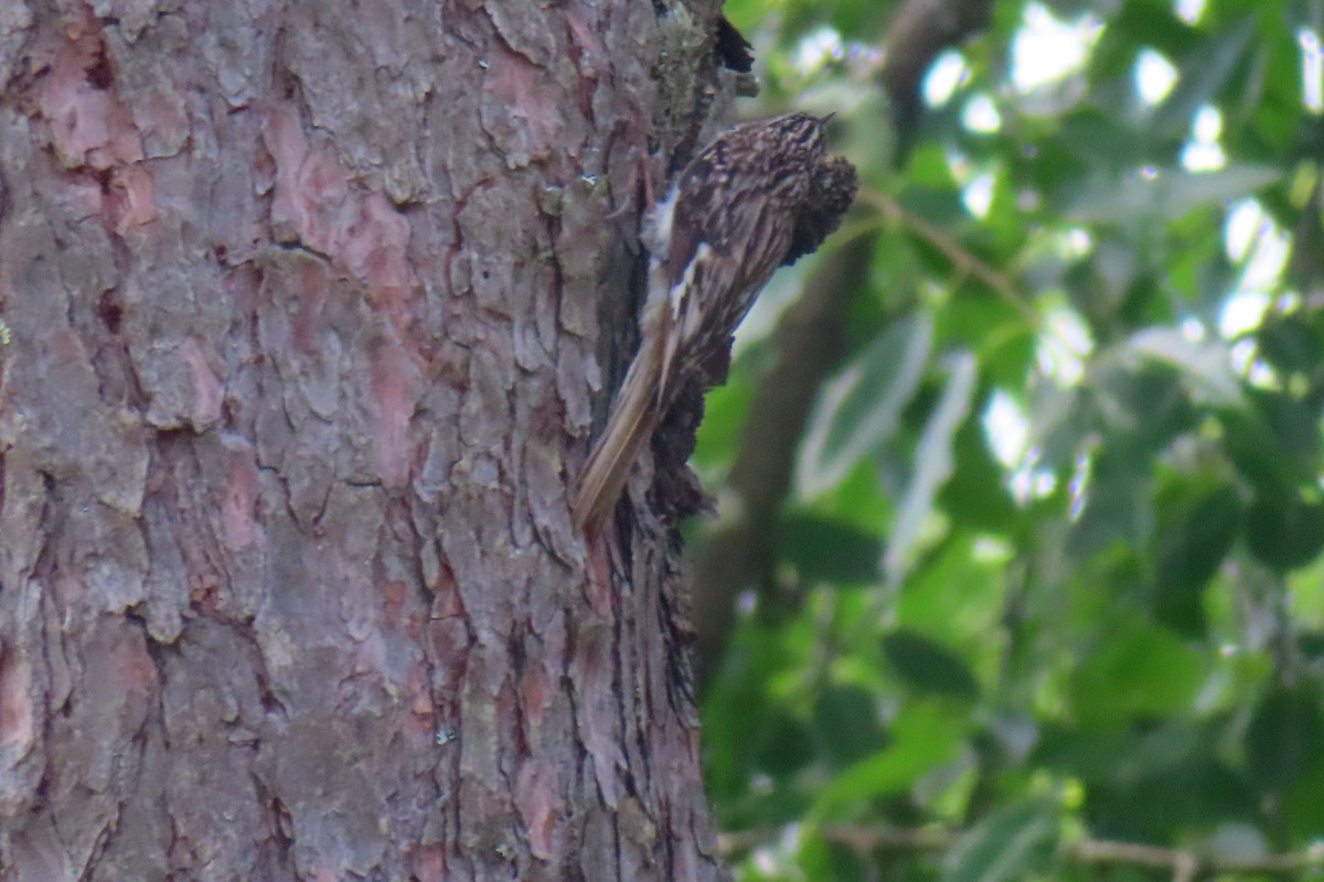 Brown Creeper - ML620588235