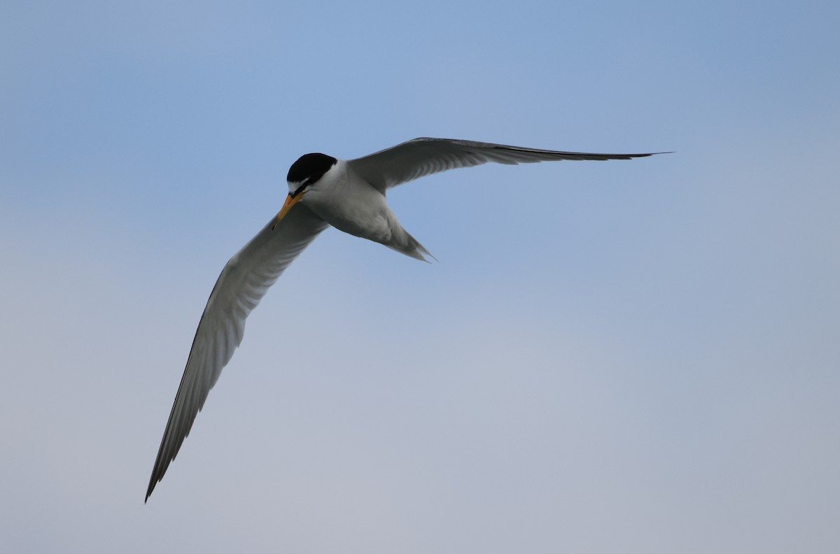 Little Tern - ML620588240