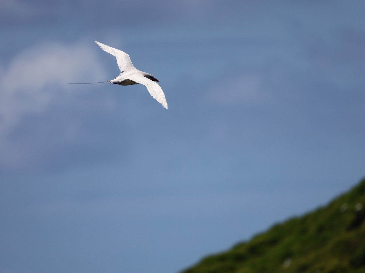 Red-tailed Tropicbird - ML620588242