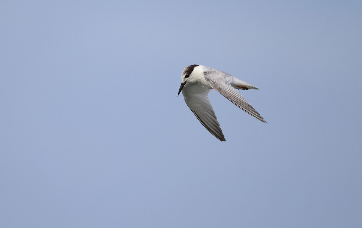 Little Tern - Allen Lyu