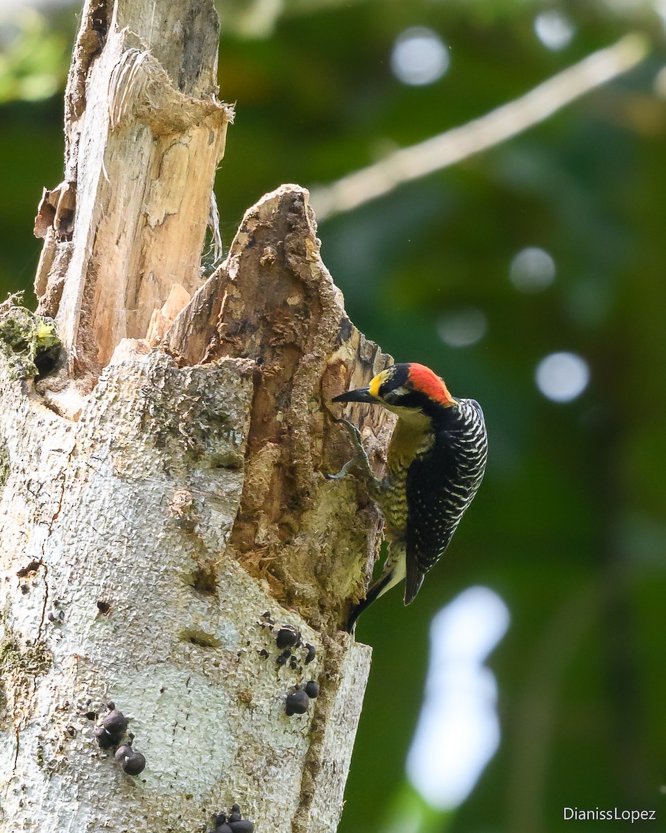 Black-cheeked Woodpecker - ML620588247