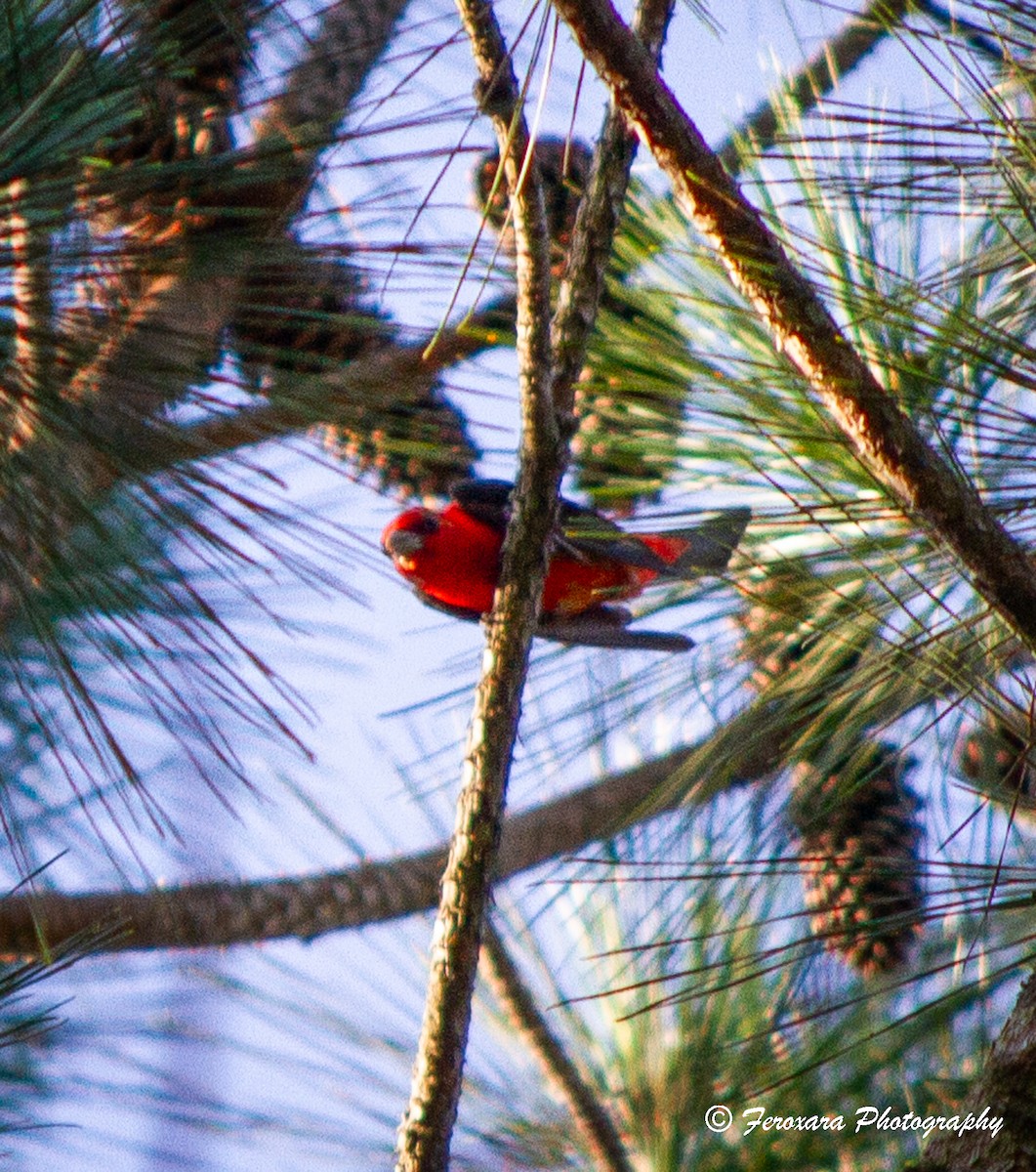 Scarlet Tanager - ML620588261