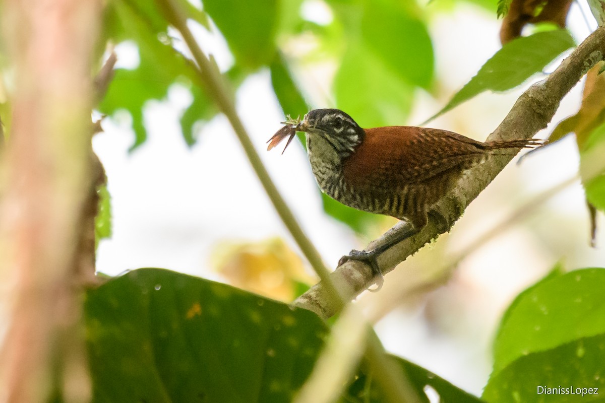 Bay Wren - ML620588262