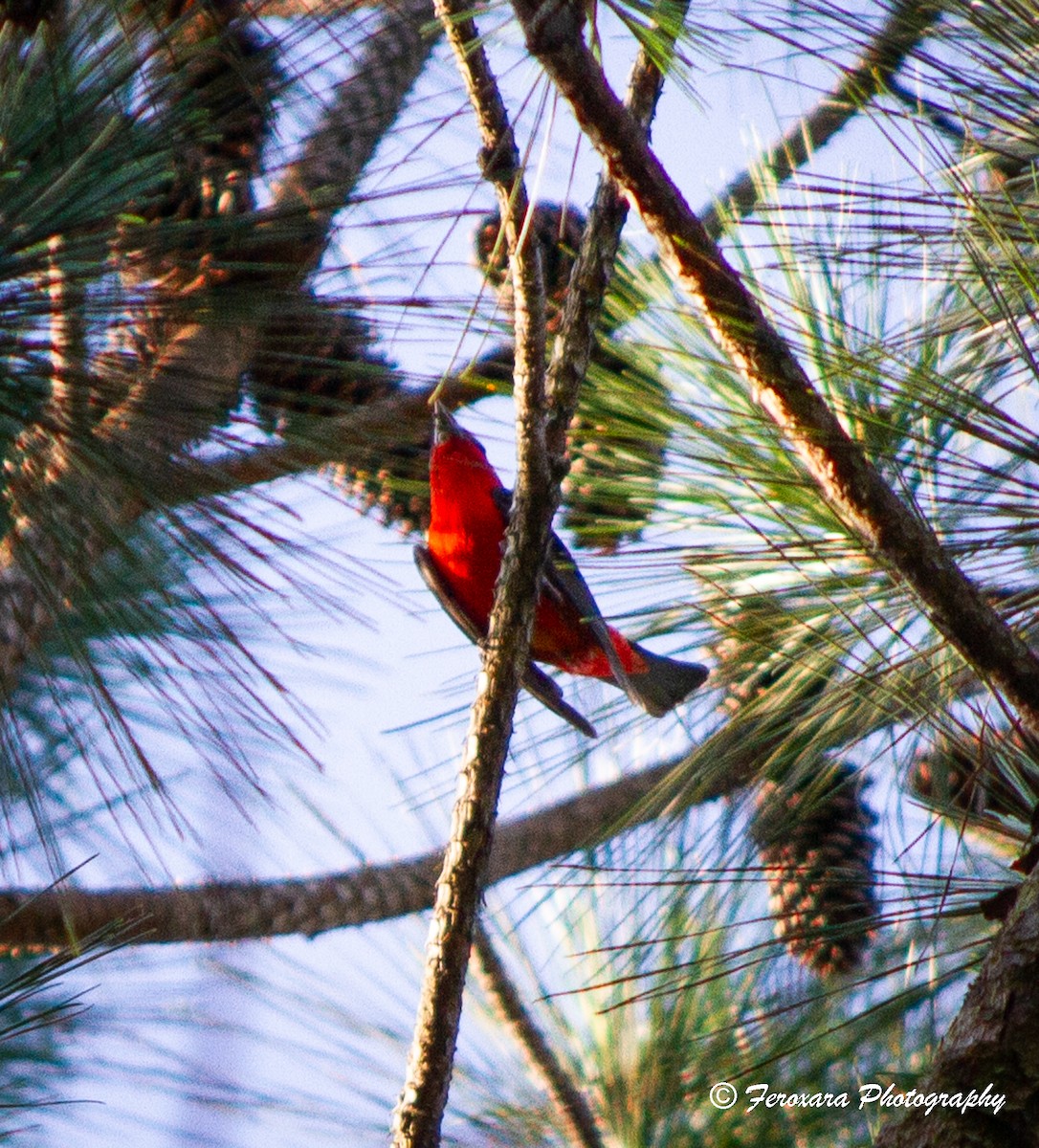 Scarlet Tanager - ML620588263