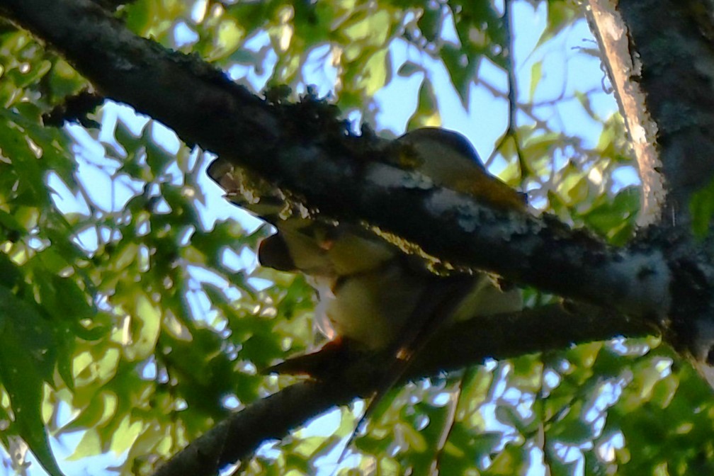 Yellow-billed Cuckoo - Carmen Ricer