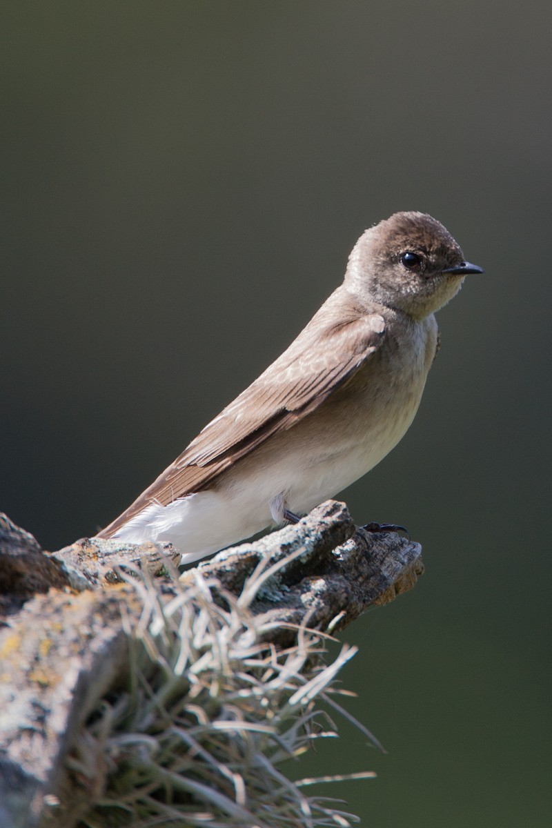 Northern Rough-winged Swallow - ML620588285