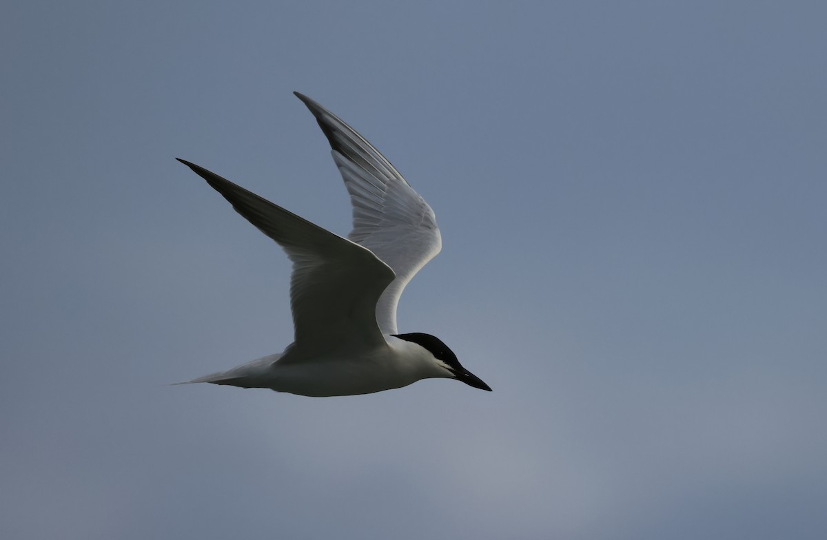 Gull-billed Tern - ML620588290