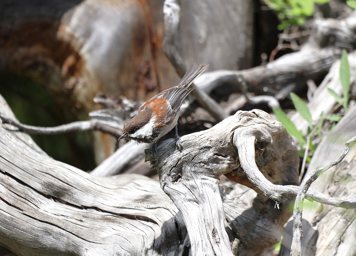 Chestnut-backed Chickadee - Beth Waterbury