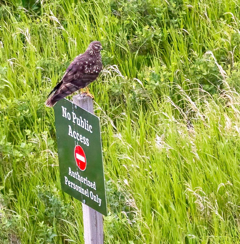 Northern Harrier - ML620588296