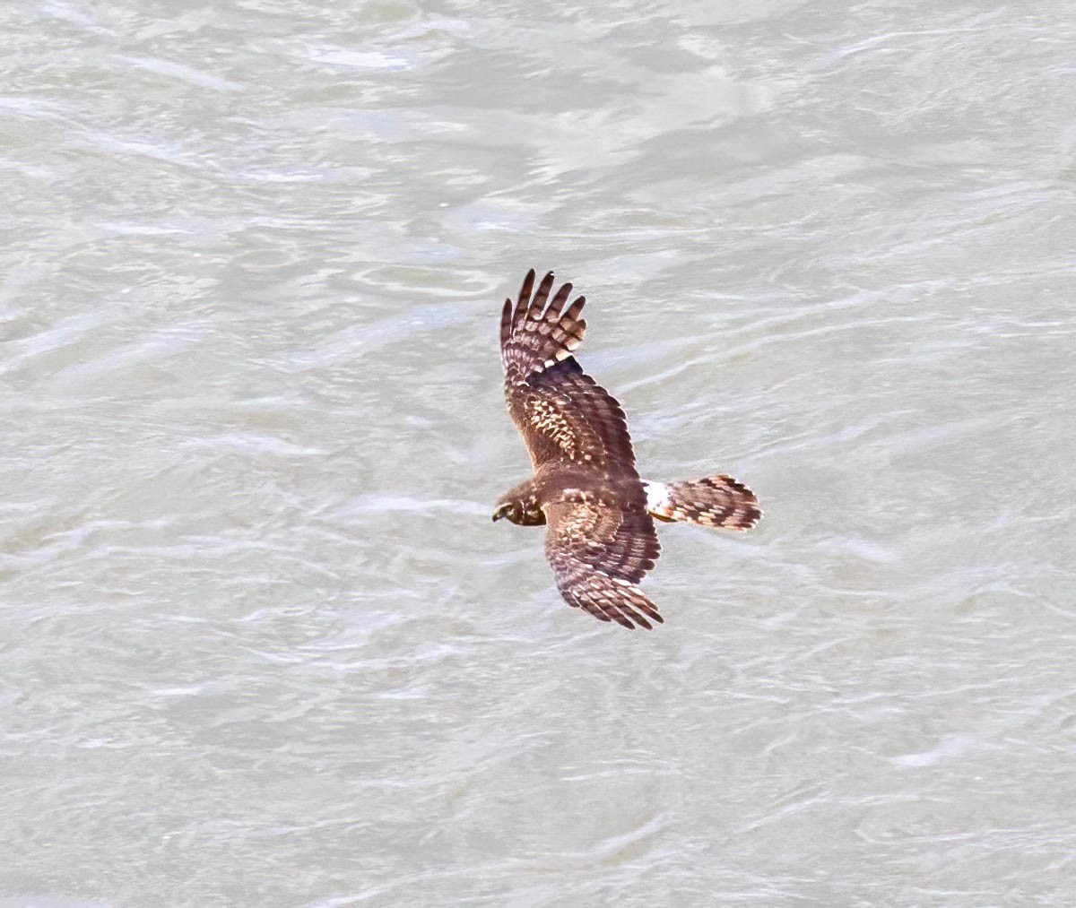 Northern Harrier - ML620588297