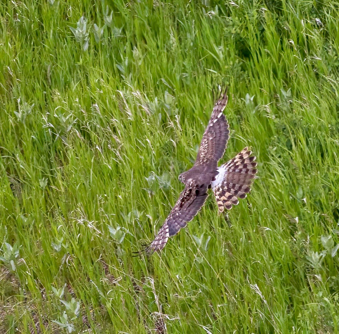 Northern Harrier - ML620588298