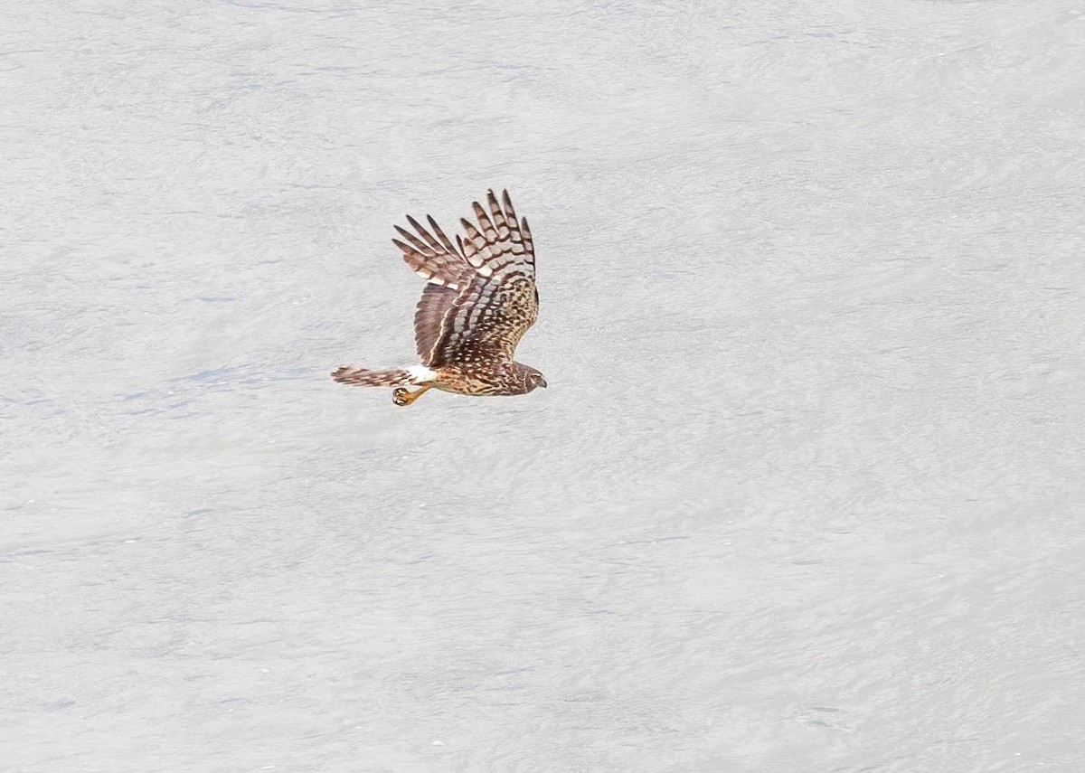 Northern Harrier - ML620588299