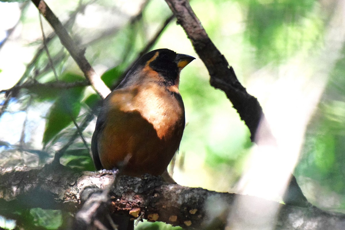 Saltator à bec orange - ML620588300