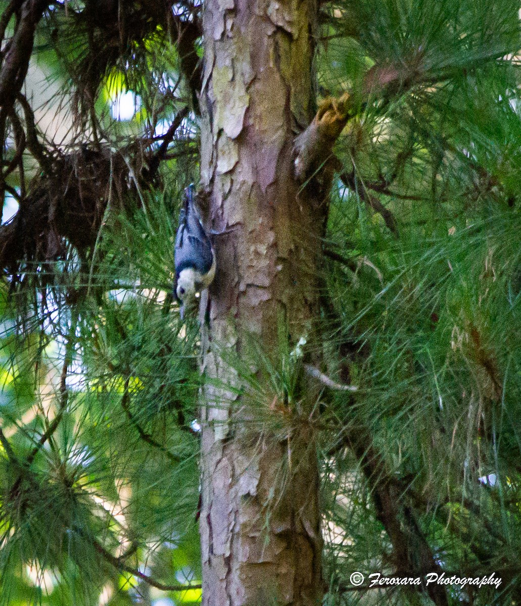 White-breasted Nuthatch - ML620588317