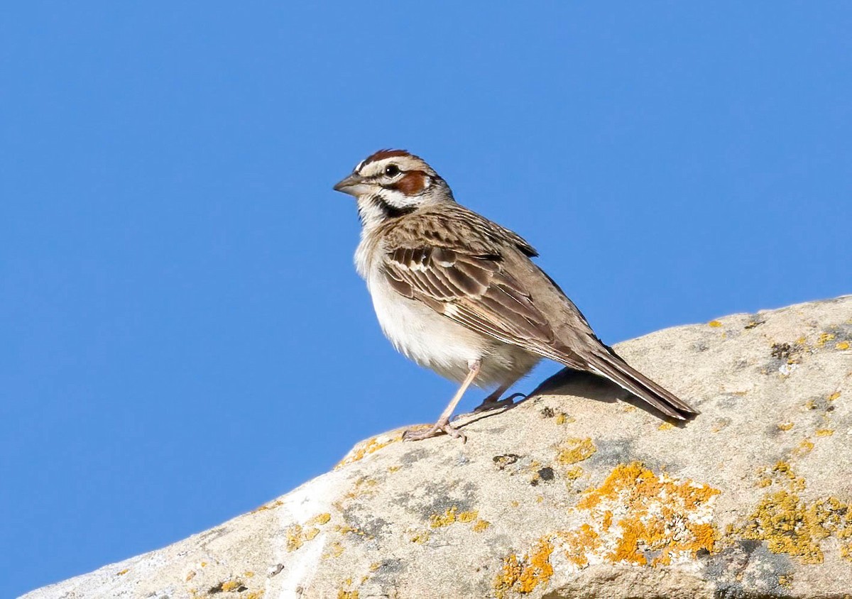 Lark Sparrow - ML620588318