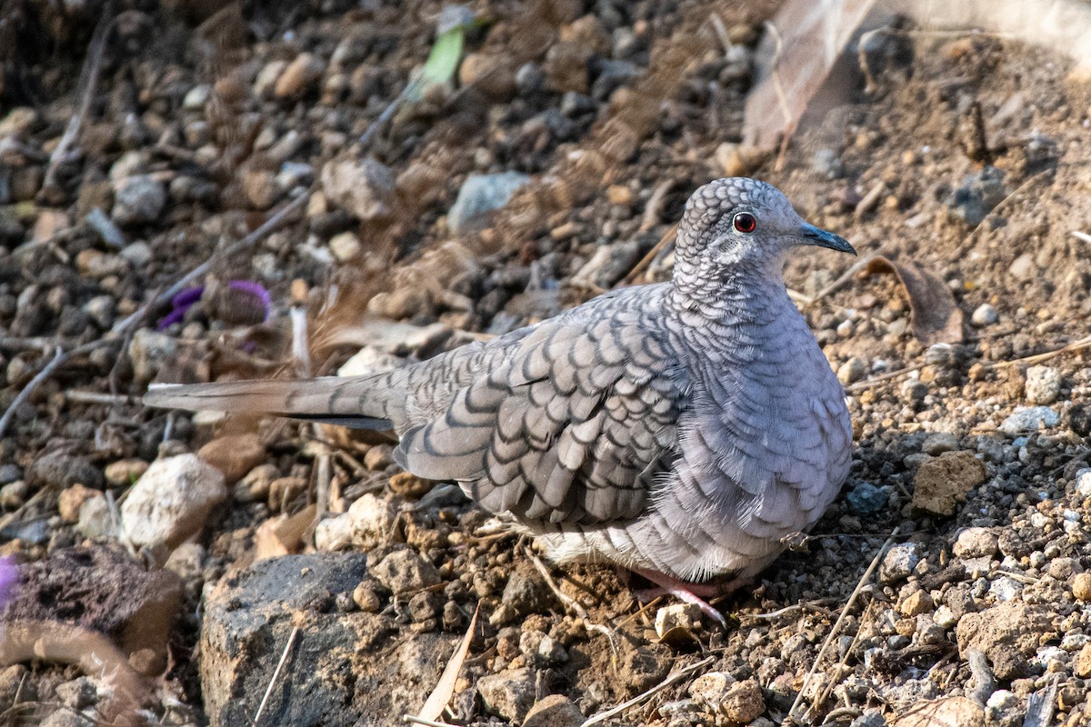 Inca Dove - ML620588329