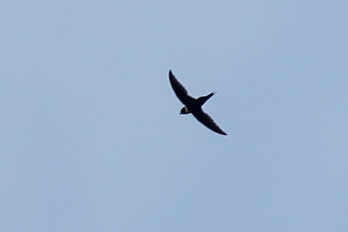 Lesser Swallow-tailed Swift - ML620588339
