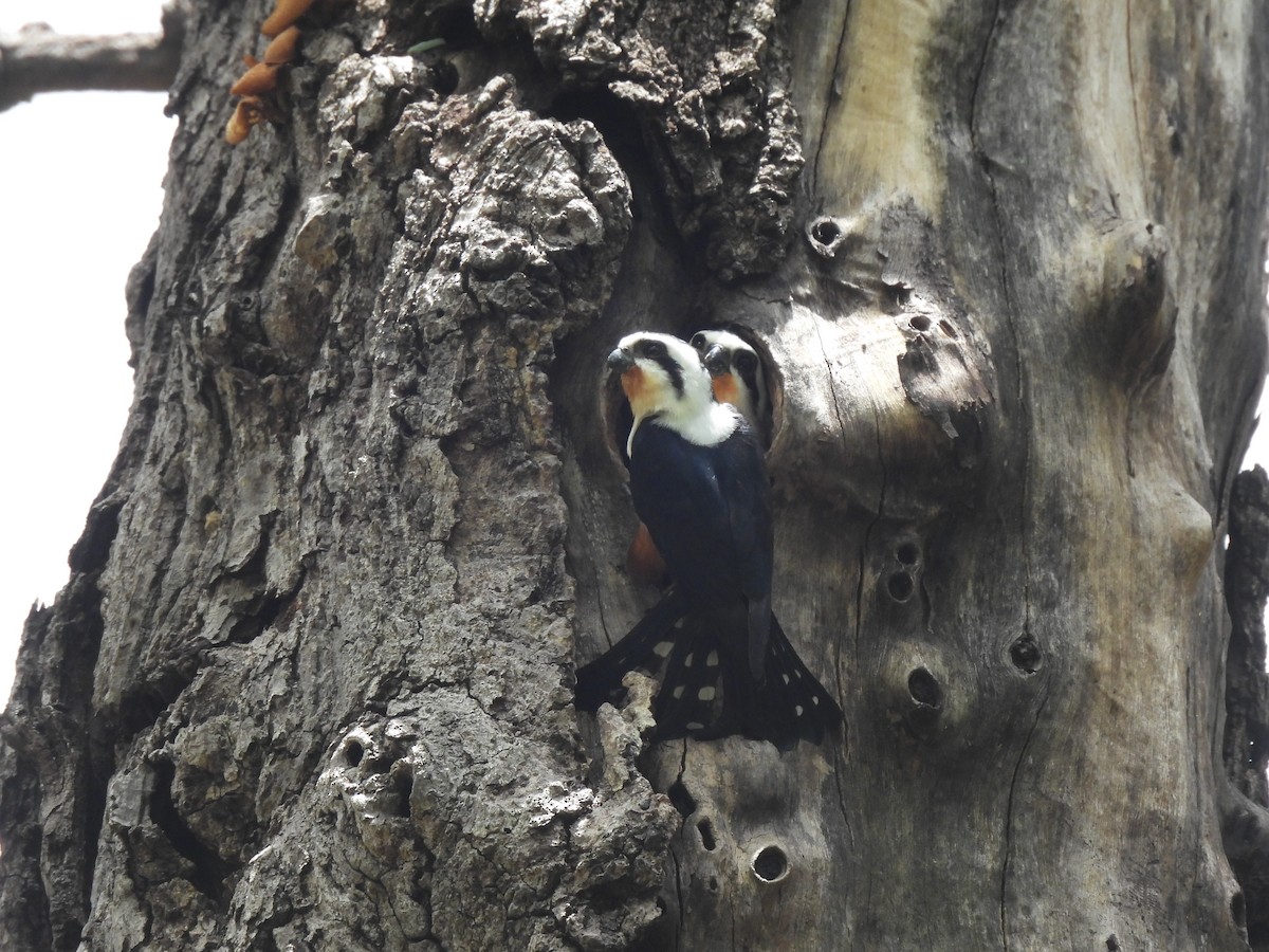 Collared Falconet - Tuck Hong Tang