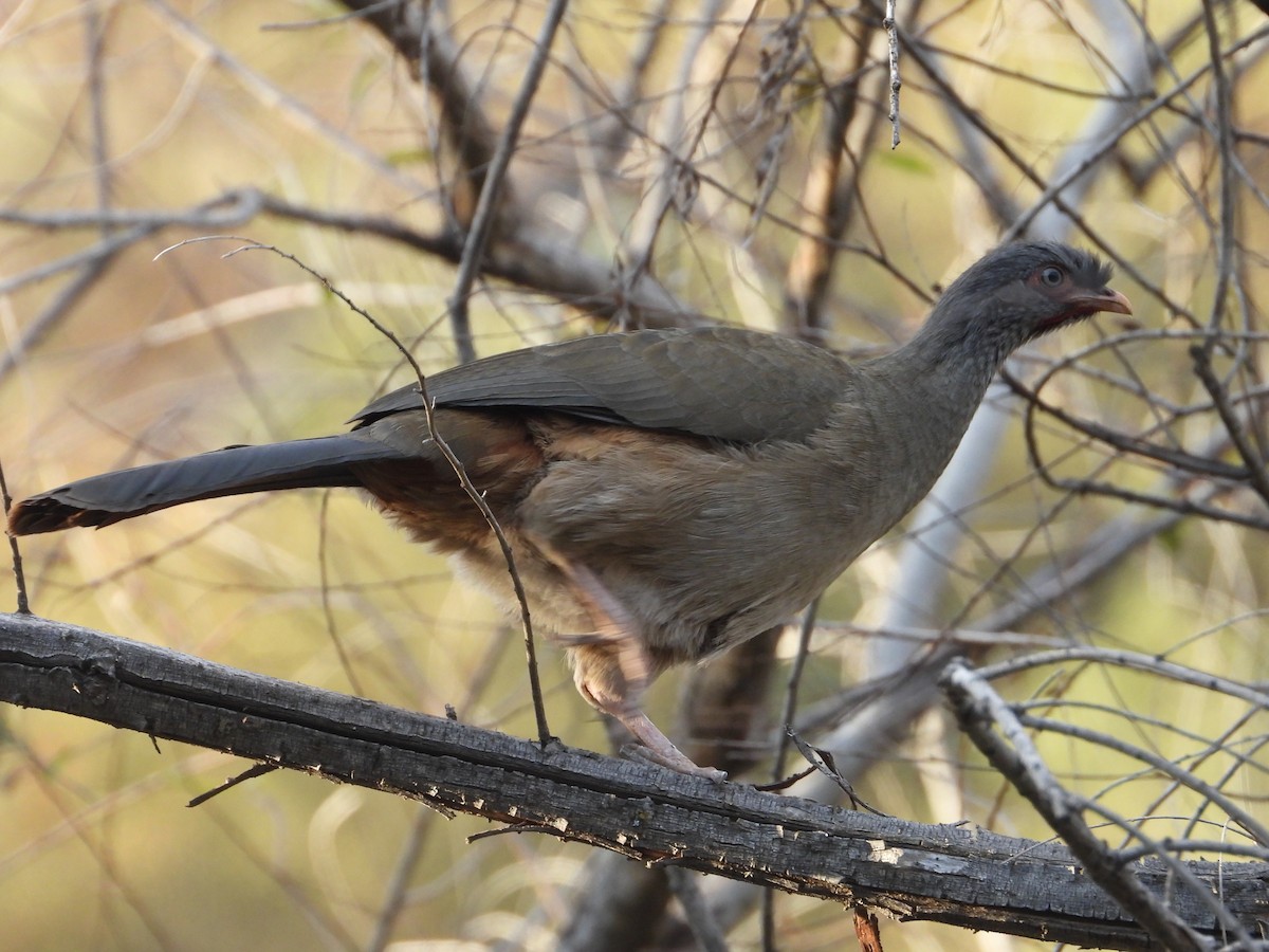 Chaco Chachalaca - Más Aves