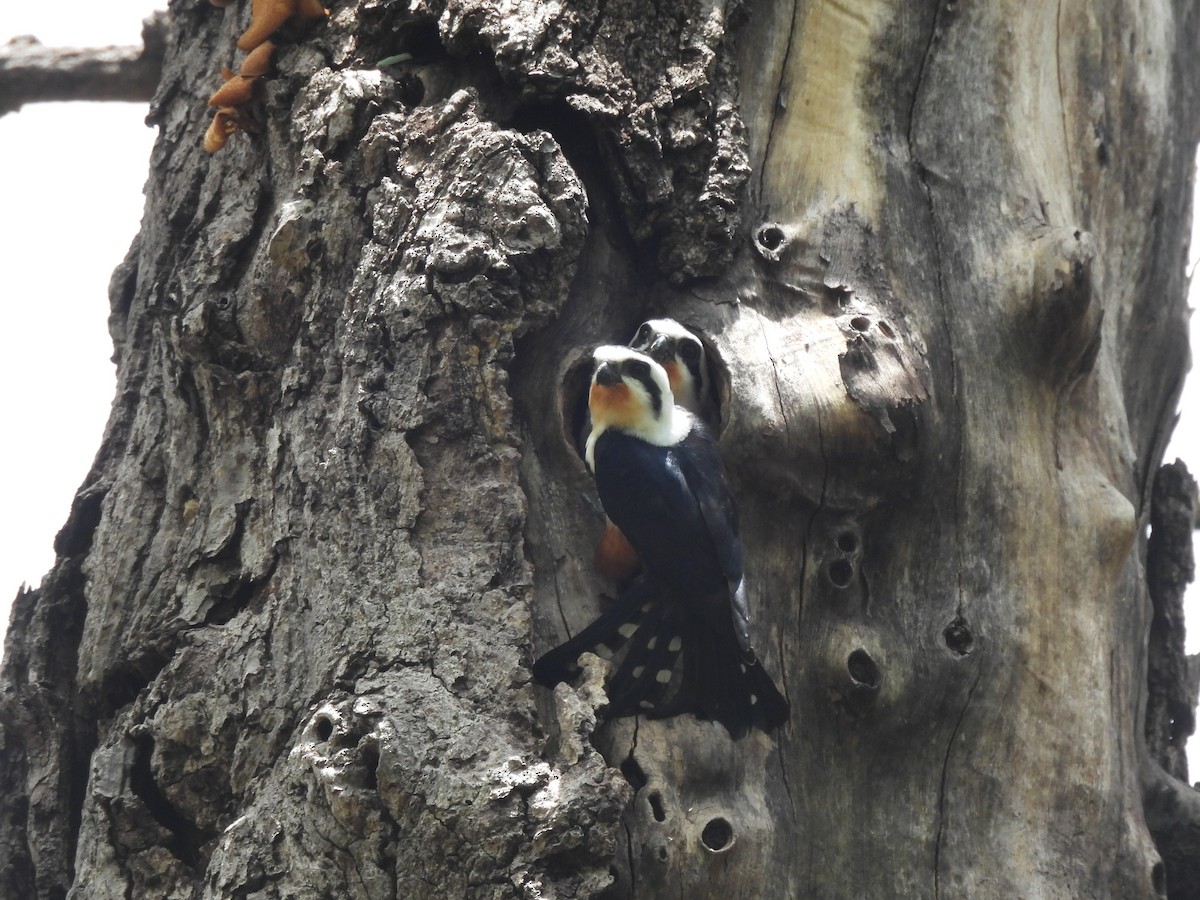 Collared Falconet - ML620588352