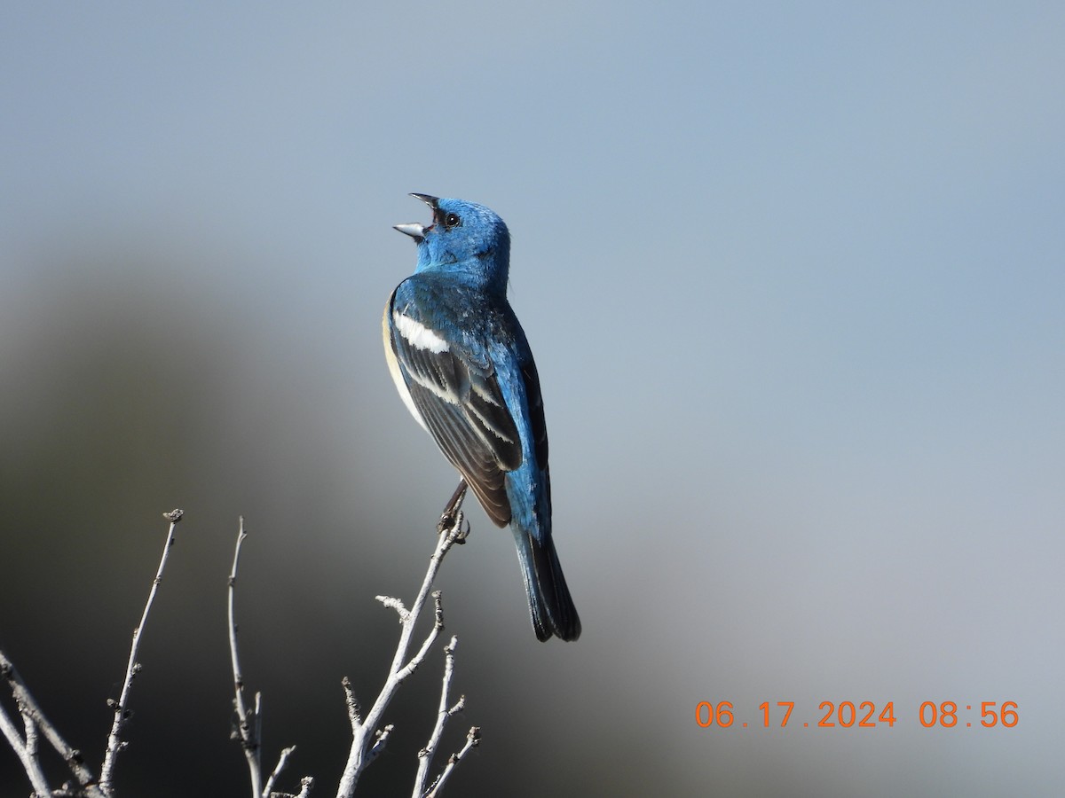 Lazuli Bunting - ML620588353