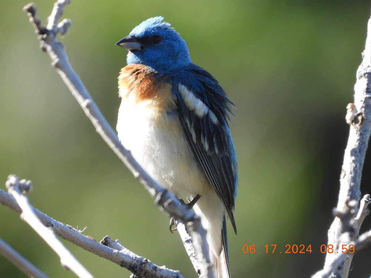 Lazuli Bunting - ML620588354