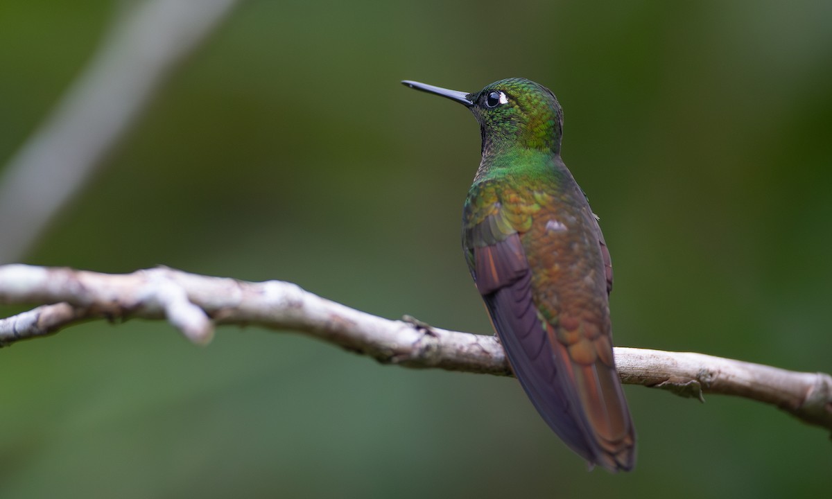 Colibri rubis-émeraude - ML620588357