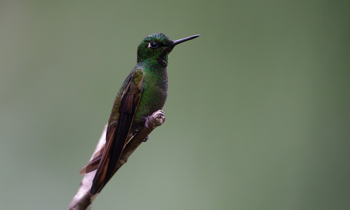 Colibri rubis-émeraude - ML620588358