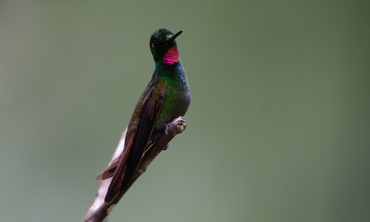 Colibri rubis-émeraude - ML620588359